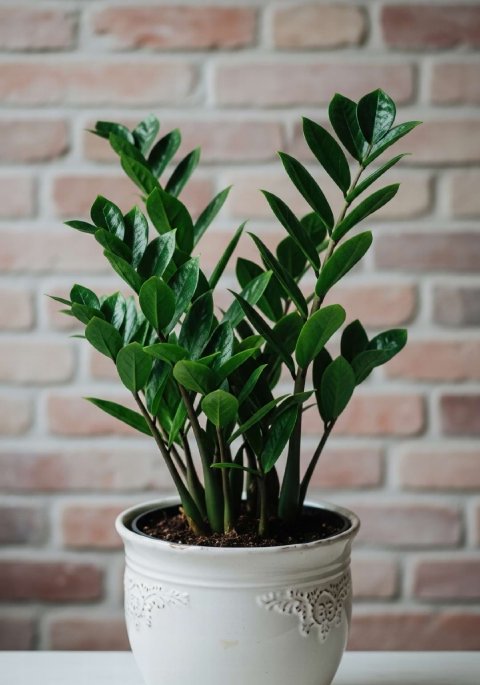 A lush ZZ Plant with waxy, dark green leaves.