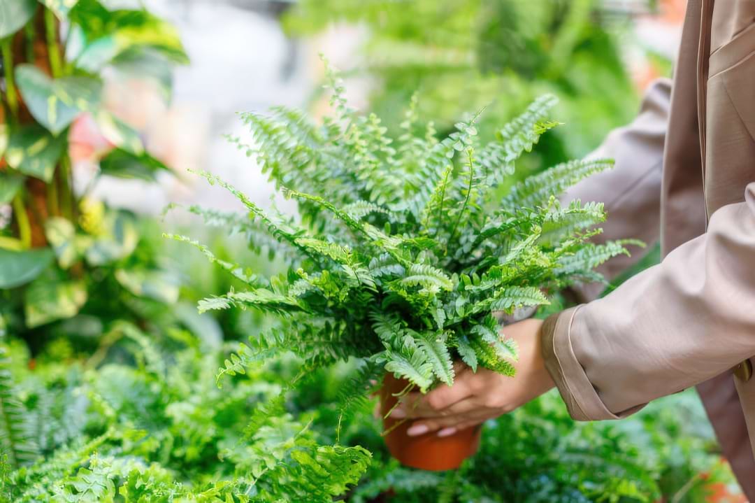 A lush Boston Fern with its feathery, arching green fronds in a hanging basket.
