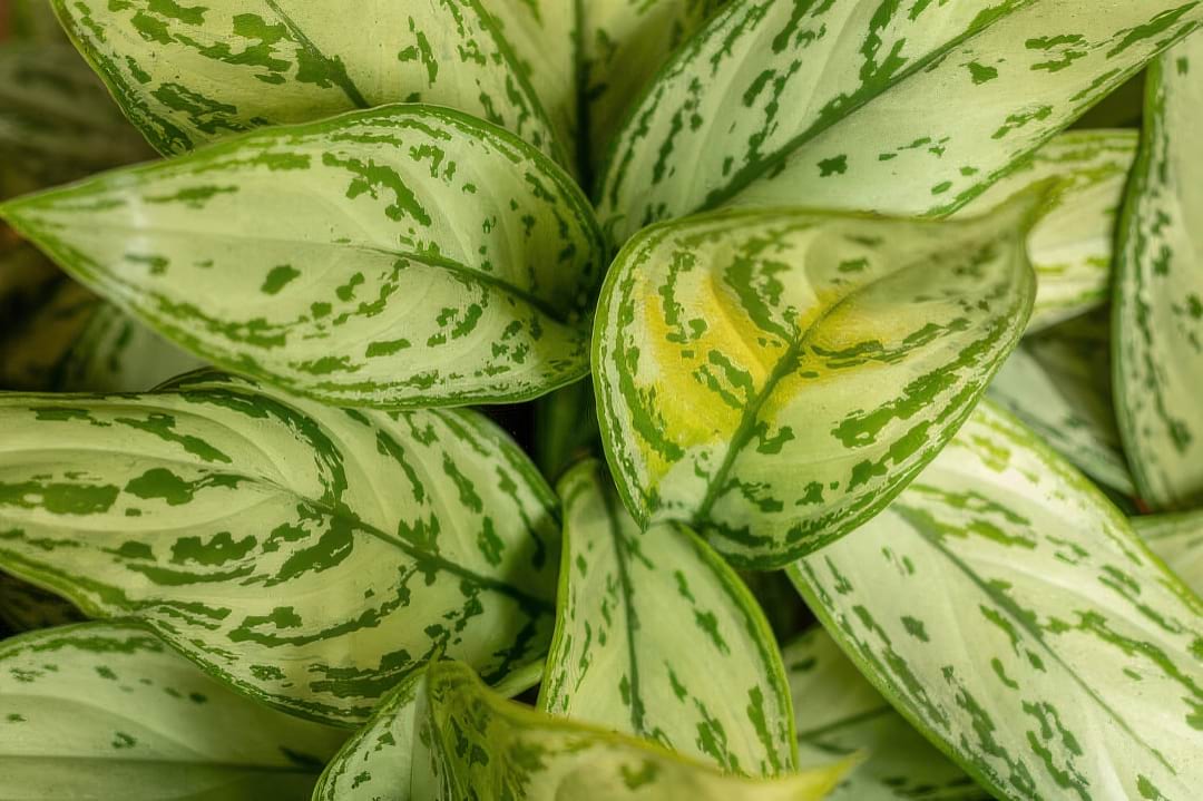 A lush Chinese Evergreen plant showing off its beautifully patterned, variegated leaves.