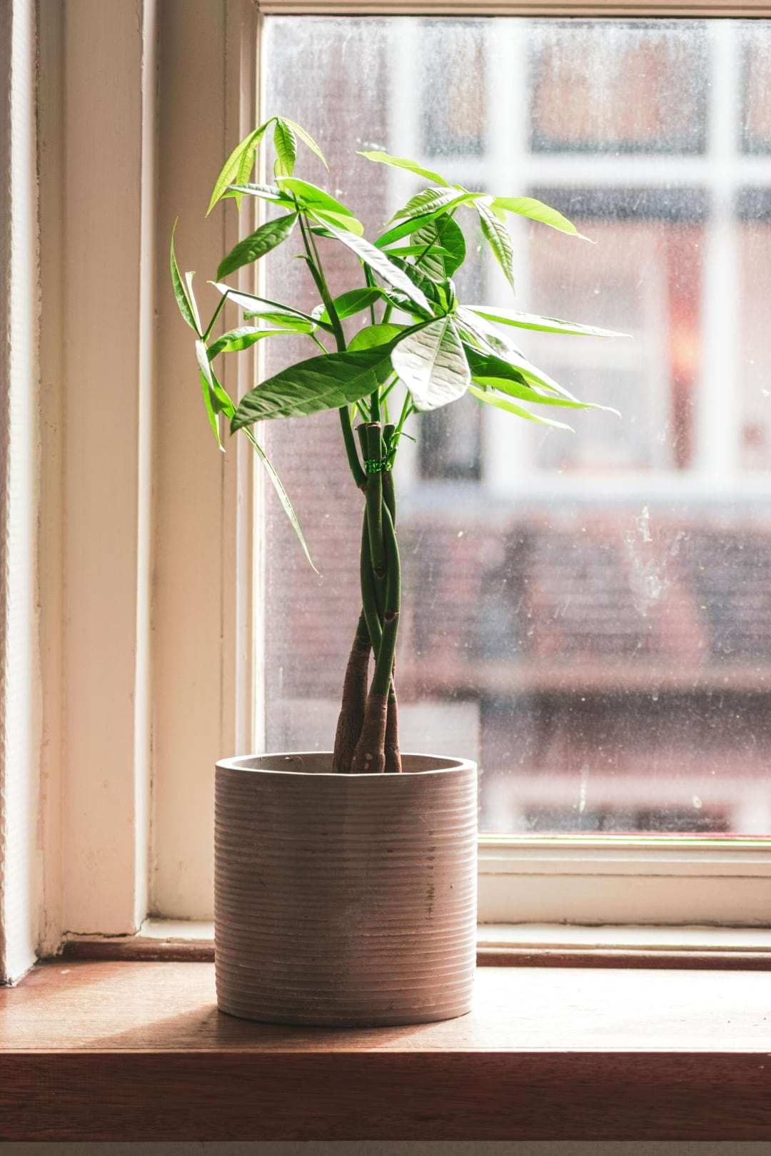 A Money Plant tree with its characteristic braided trunk and bright green palmate leaves.