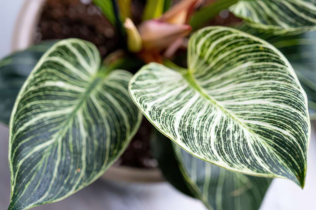 A Heartleaf Philodendron with its lush, heart-shaped leaves trailing from a shelf.