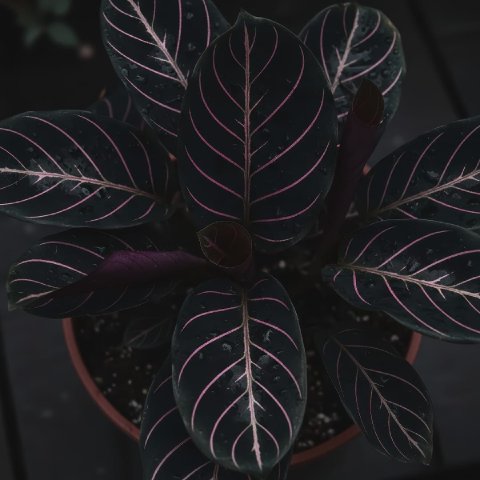 A top-down view of a Calathea Dottie, showcasing its dramatic, dark burgundy leaves and vibrant pink patterns.