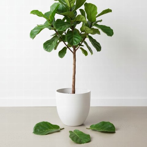 A dramatic shot of a fiddle leaf fig tree with several green leaves lying on the floor around its base.