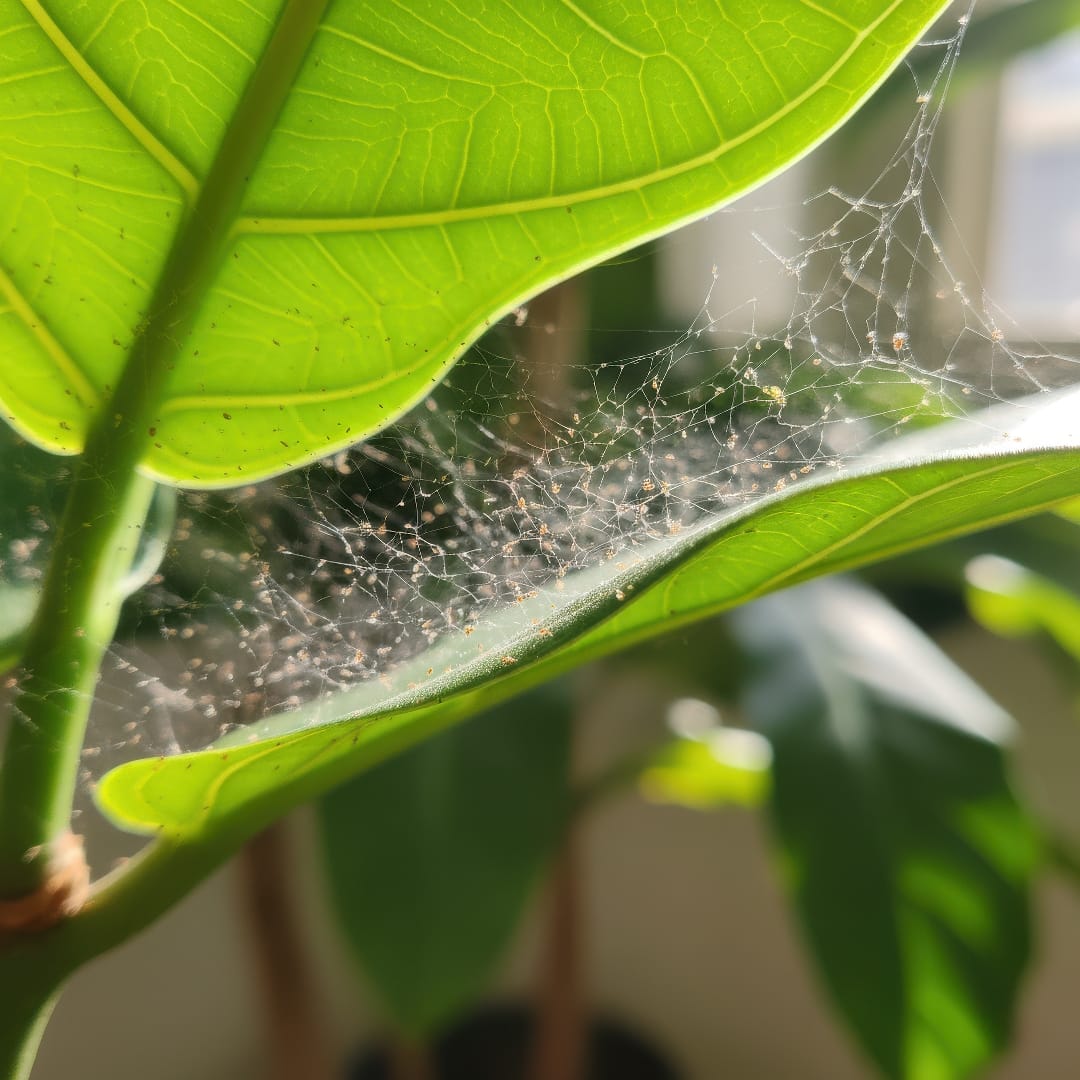 Close-up of spider mite webbing on a houseplant leaf during winter.