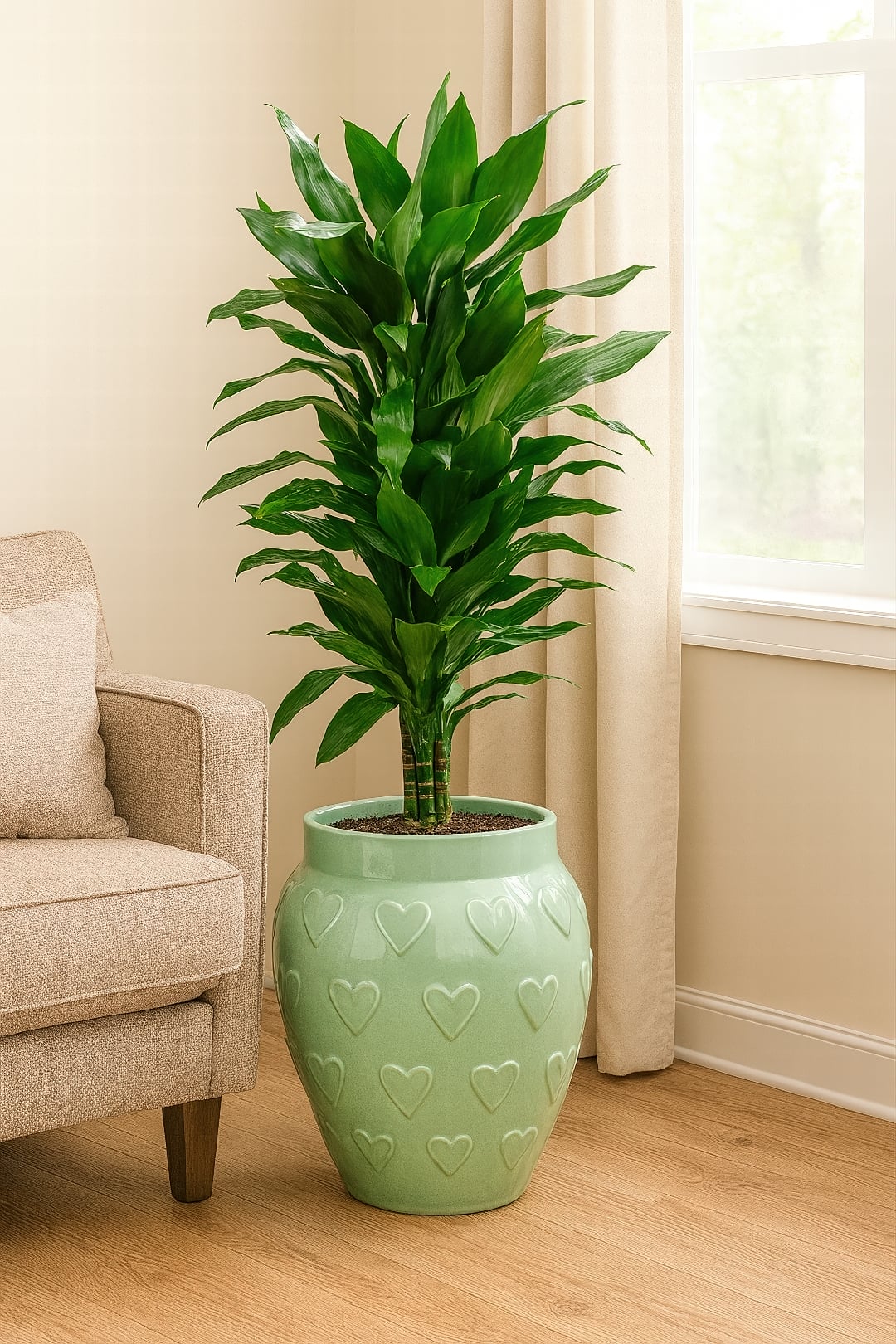 A healthy Dracaena 'Janet Lind' showing off its sturdy, dark green foliage.