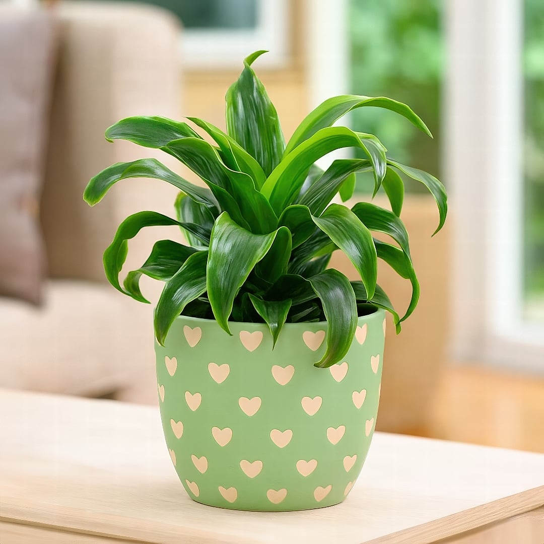 A Dracaena 'Tornado' showing its unique, twisting growth habit.