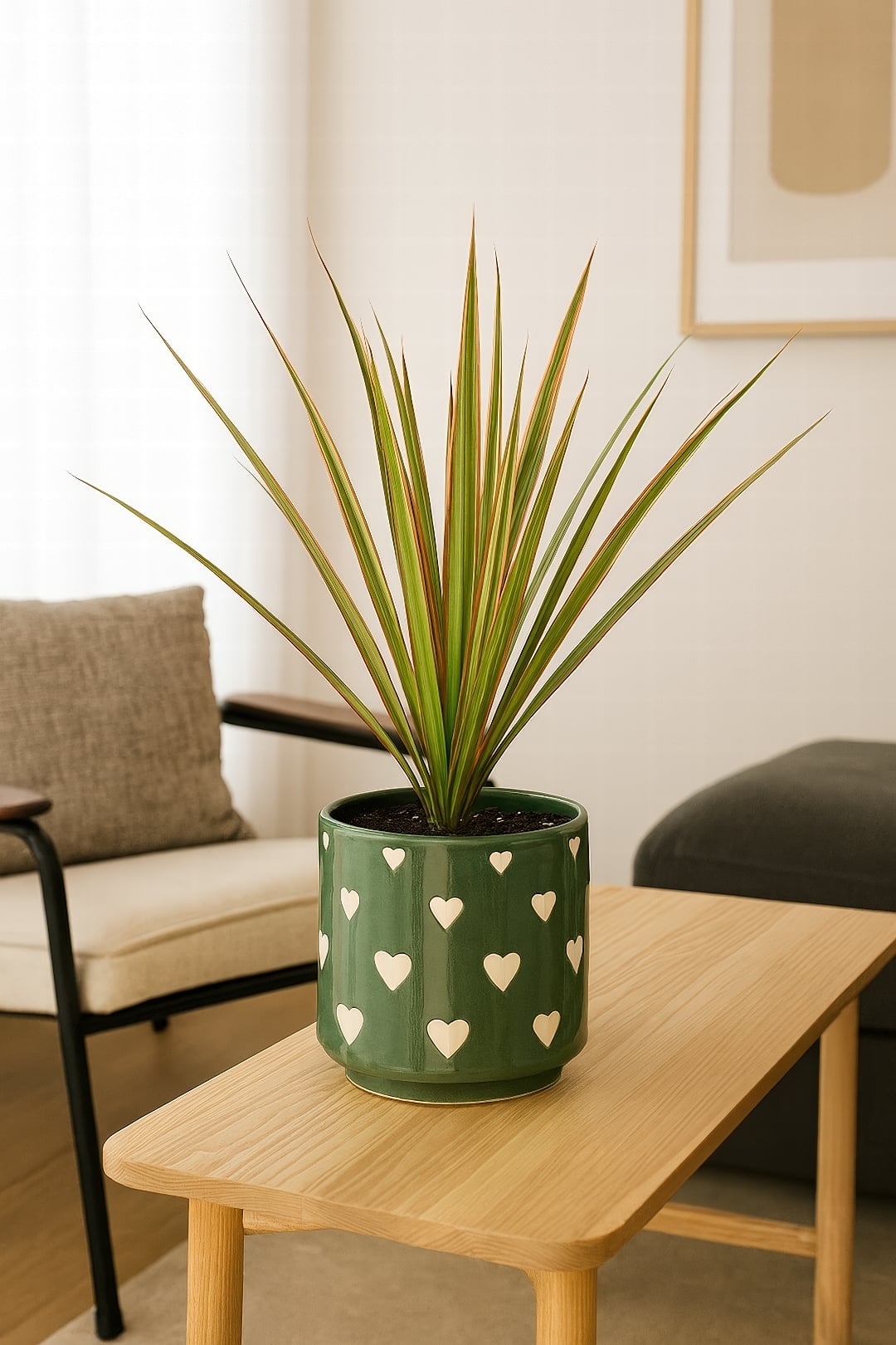 A Dracaena 'Bicolor' with green, cream, and red on its leaves.