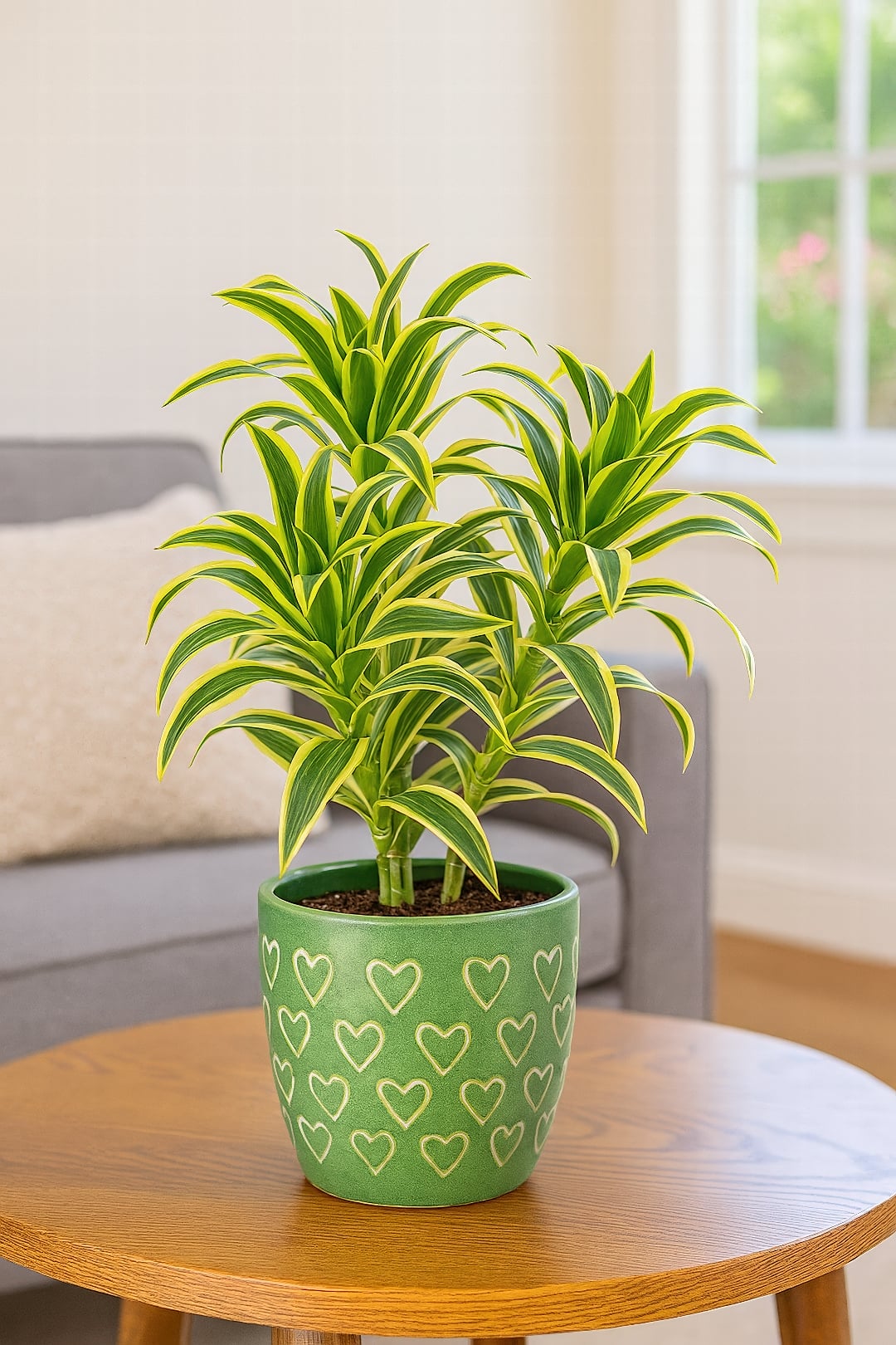 The bushy, yellow-edged leaves of a Dracaena 'Song of India'.