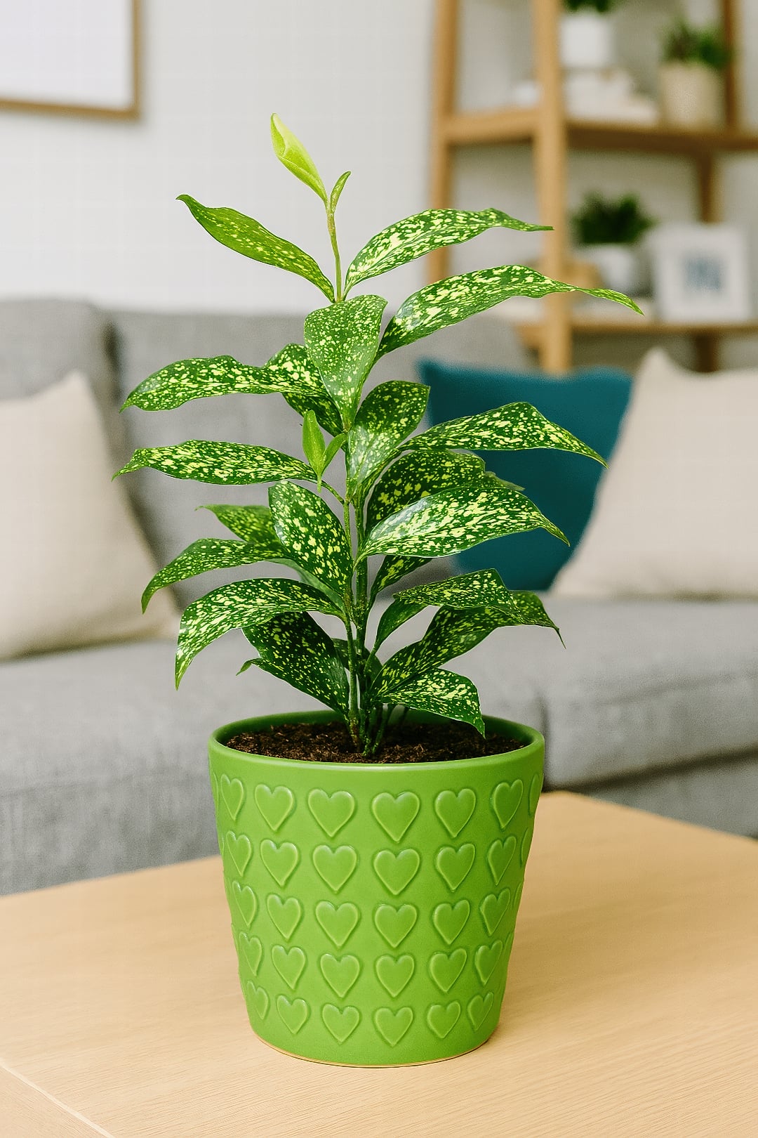 A Dracaena surculosa with green leaves speckled in yellow, like gold dust.