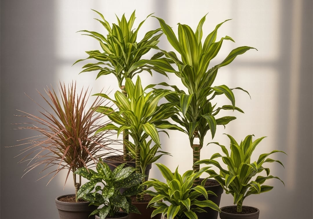 The Ultimate Guide to Dracaena Varieties: 27 Types for Your Indoor Jungle