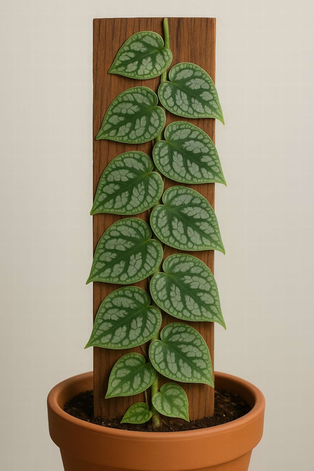 A Monstera dubia with its juvenile leaves pressed flat against a wooden plank, like shingles.