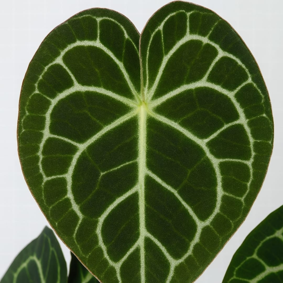 A close-up of Anthurium Clarinervium leaves showing their velvety texture and white veins.