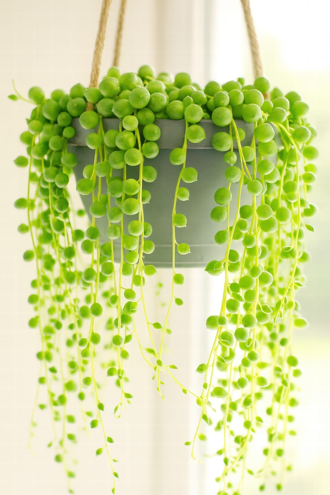 A cascading String of Pearls plant in a macramé hanger by a bright window.