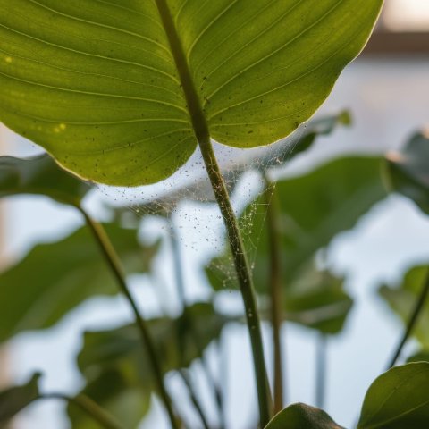 Fine spider mite webbing on a green leaf under bright winter light.