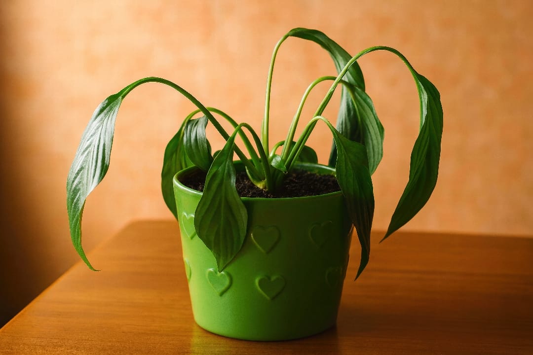How to Protect Indoor Plants from Summer Heat