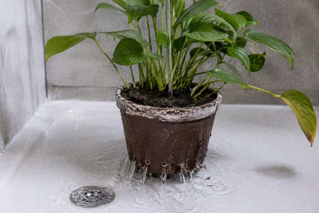 Flushing a houseplant pot under a shower to remove built up mineral salts