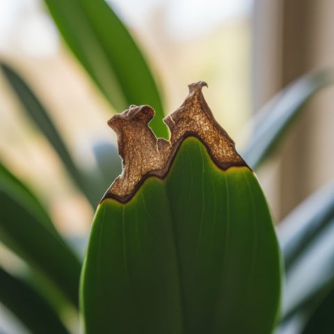Close-up of a houseplant leaf showing brown, burned edges from overfertilizing.