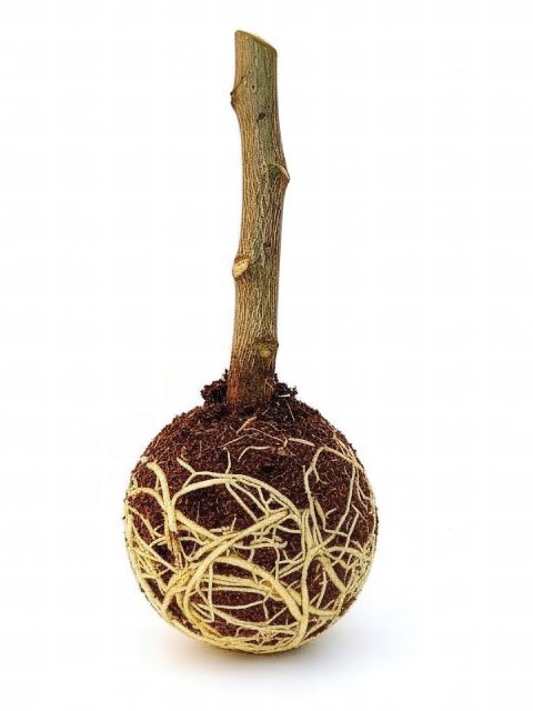 A pair of sharp pruners making the final cut on the plant stem, just below the moss ball which is full of new roots.