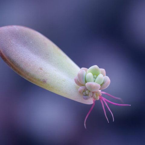 A macro photograph of a single succulent leaf with a tiny, perfect new plant and roots emerging from its base.