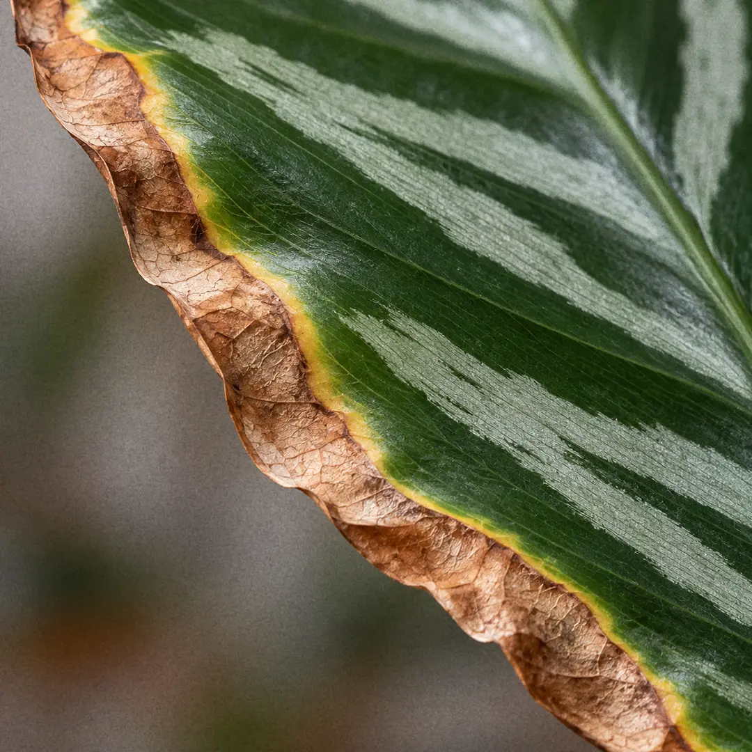 A macro close-up of a calathea leaf edge showing a thin, dry, papery brown margin running along the green leaf, with the pattern still sharp in the healthy tissue behind it