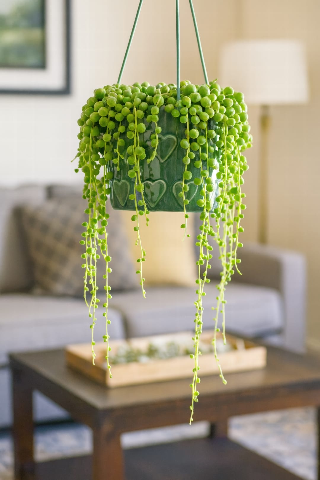 A String of Pearls plant with its long, trailing stems of bead-like leaves, hanging in a bright, sunny spot.