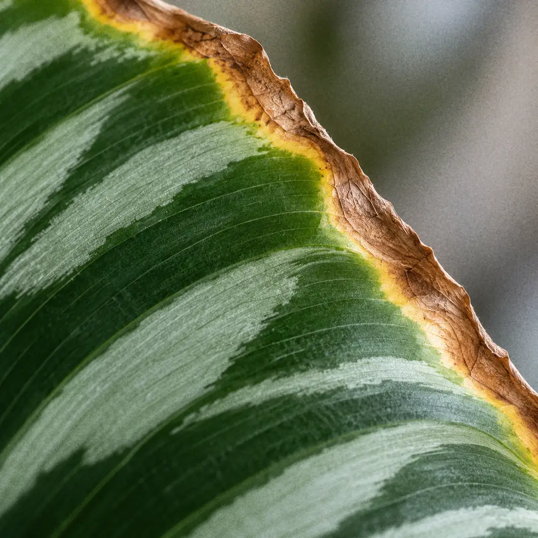 A two-panel comparison showing a climbing philodendron growing up a moss pole with visible nodes and aerial roots on the left, and a self-heading Philodendron Birkin with leaves radiating from a central crown on the right