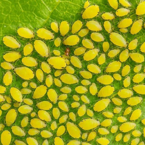 How to Identify and Get Rid of Aphids on Houseplants: A Complete Guide