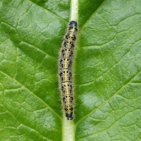 How to Identify and Get Rid of Caterpillars on Houseplants: A Complete Guide