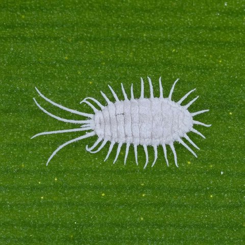 How to Identify and Get Rid of Mealybugs on Houseplants: A Complete Guide