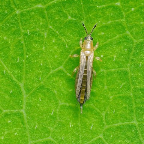 How to Identify and Get Rid of Thrips on Houseplants: A Complete Guide