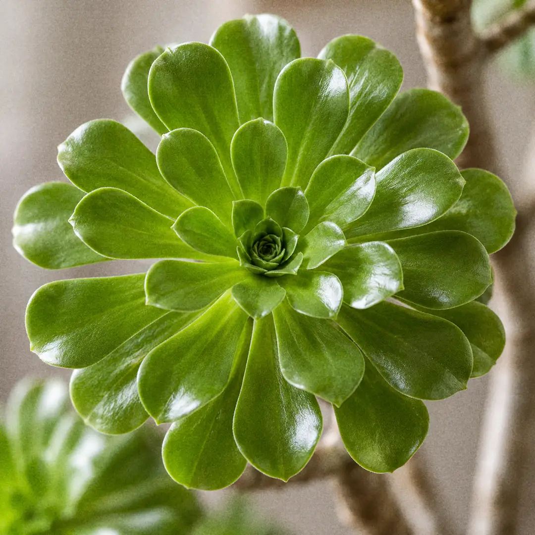 A macro close-up of a single flat Aeonium rosette filling the frame, showing the tight spiral of thin glossy spoon-shaped leaves radiating from the center, sharp focus on the shine and fine edge of the leaves with the woody stem softly out of focus below