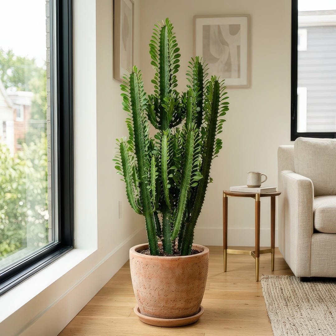 Complete Guide to African Milk Tree Care and Growth