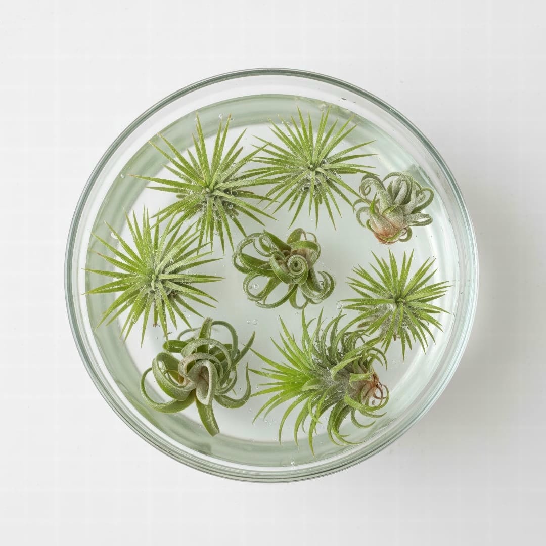 Several air plants soaking in a clear glass bowl of water