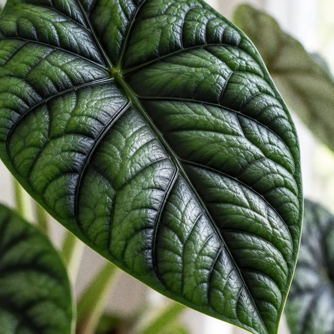 Extreme macro close-up of a single Alocasia Dragon Scale leaf filling the frame, showing raised emerald panels divided by deeply recessed near-black veins and a faintly glossy leathery surface