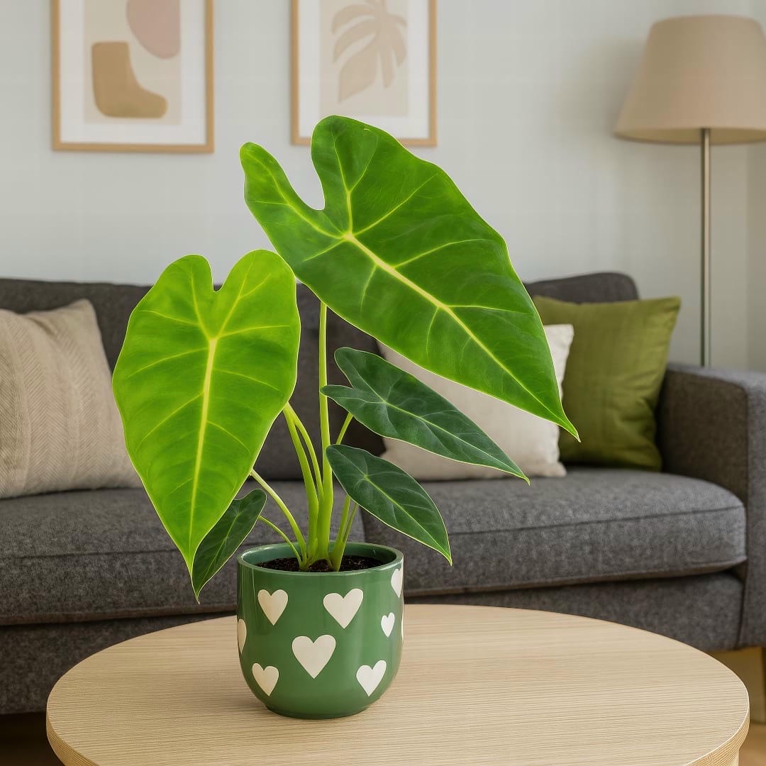 A healthy Alocasia Frydek with multiple large, velvety green leaves