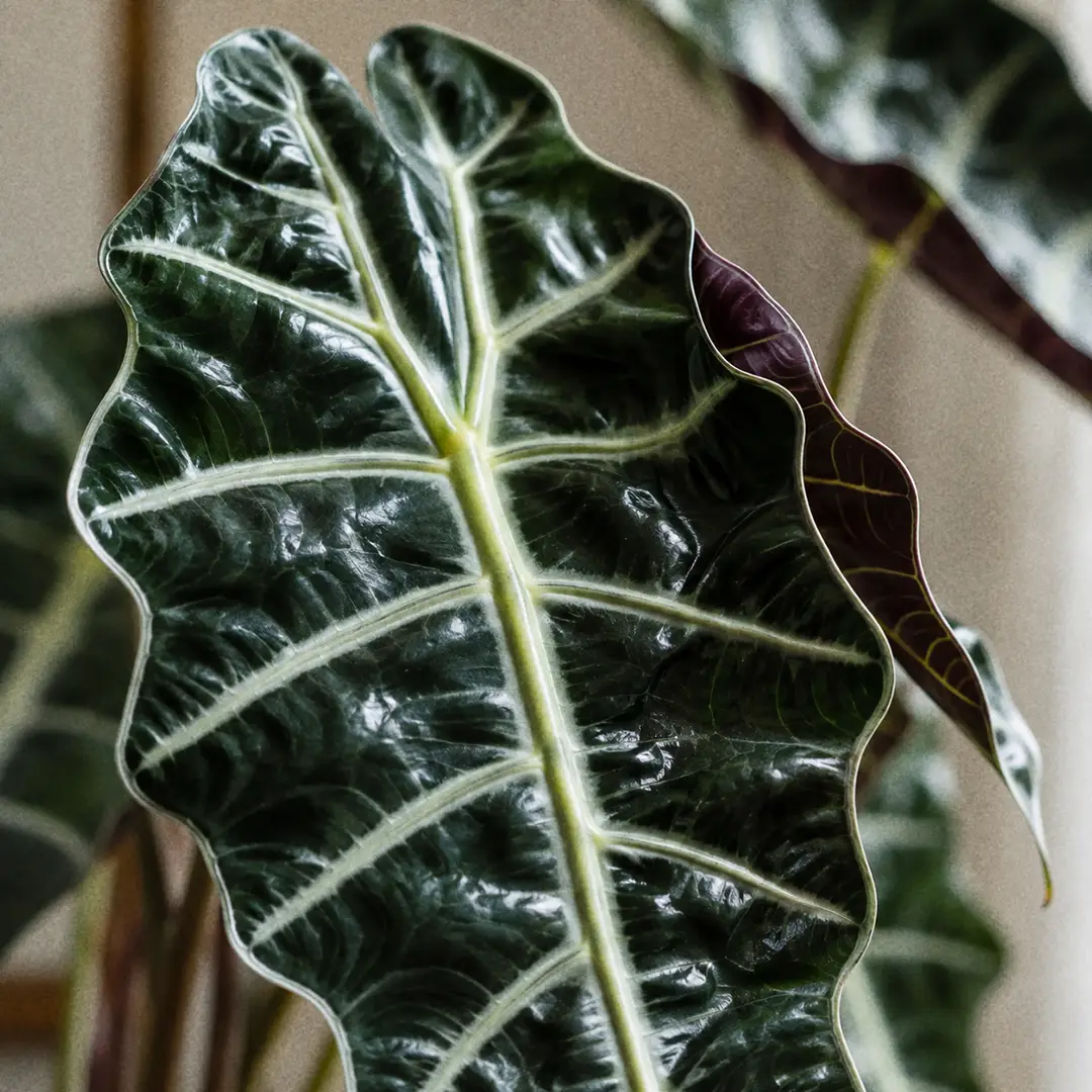 Macro close-up of a single Alocasia Polly leaf filling the frame, showing the glossy blackish-green surface, thick silvery-white midrib and side veins, deeply wavy scalloped margins, and the purple-green underside curling at one edge