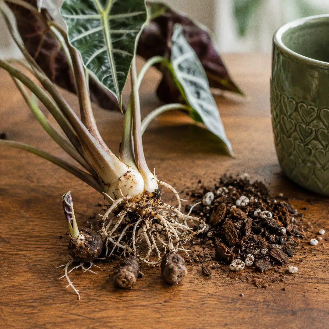 A close-up of an Alocasia Polly divided at repotting, showing the pale central corm with small round offset corms and white roots attached, resting on a wooden surface beside a pile of fresh chunky aroid mix