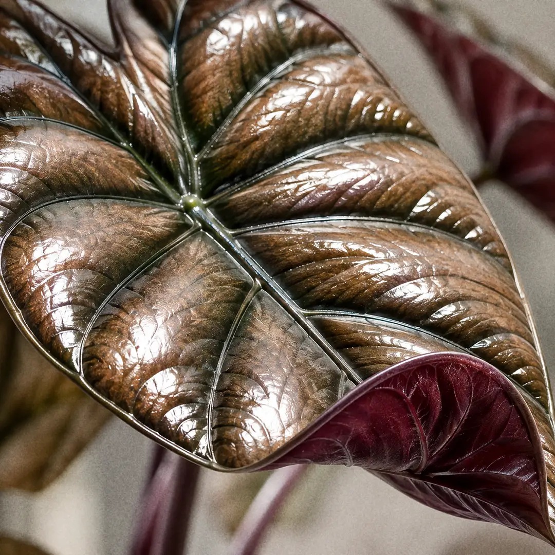 A macro close-up of a single Alocasia Red Secret leaf filling the frame, showing the metallic coppery bronze surface, deeply sunken dark green veins, the slightly puckered texture between the veins and a glimpse of the deep purple-red underside at the curled edge