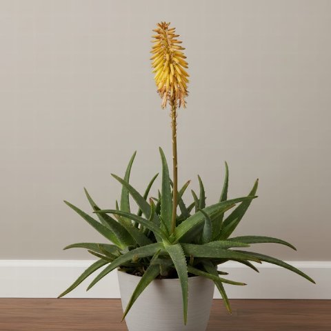 A rare sight of an indoor Aloe Vera plant with a tall flower stalk and yellow blooms