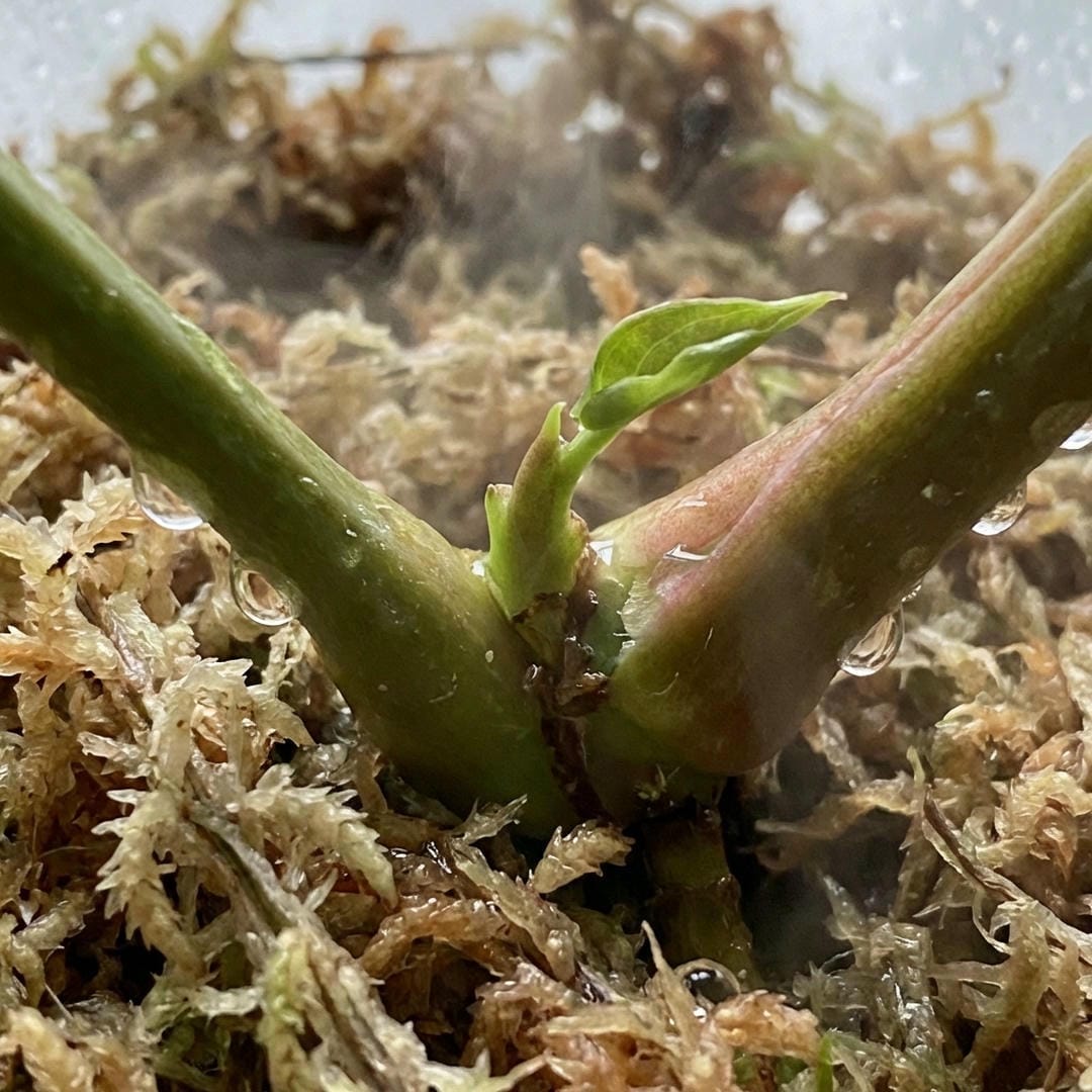 A stem cutting with thick roots