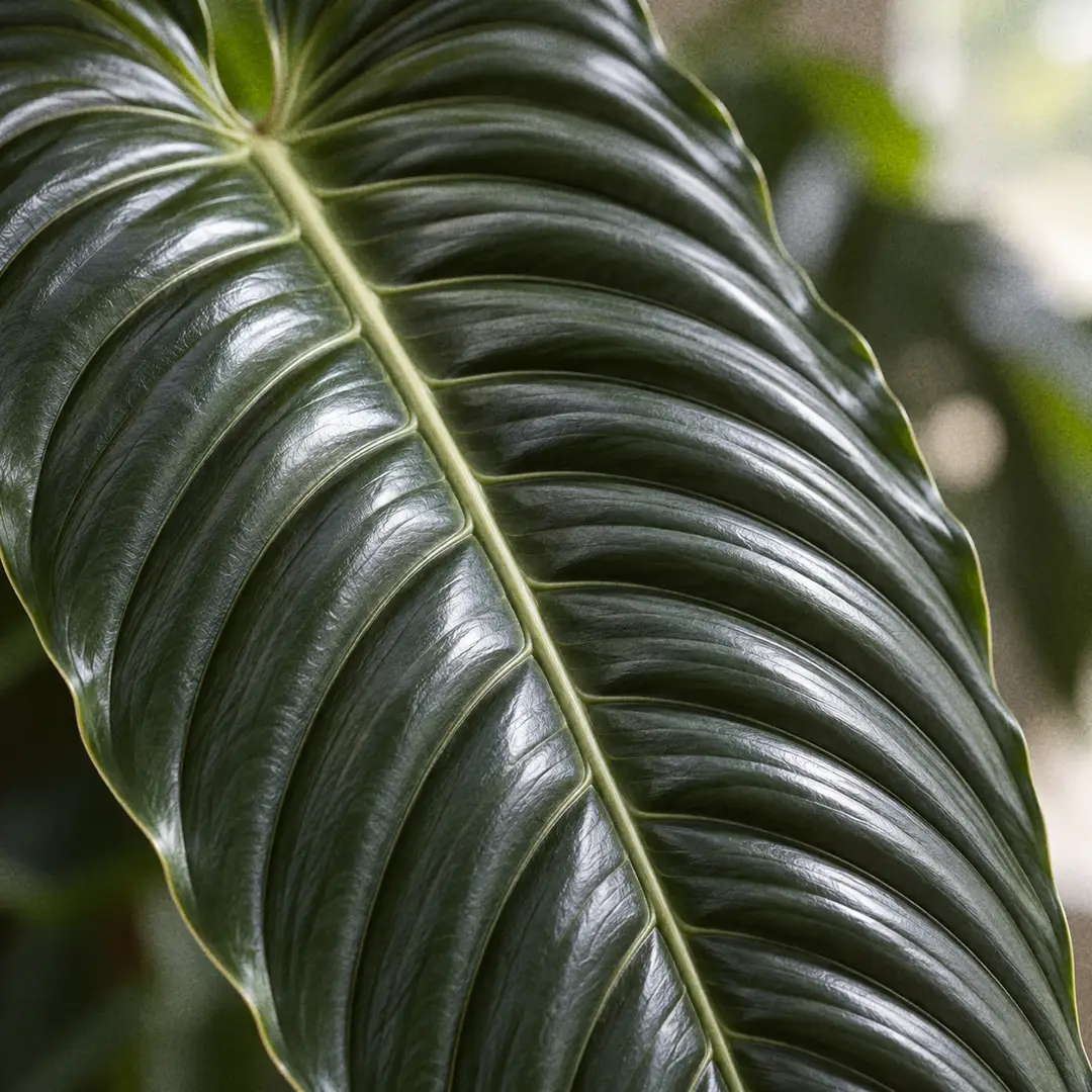 A macro close-up of a single King Anthurium leaf surface showing deep parallel corrugated ridges running from the midrib to the leaf edge, metallic dark green with soft window light raking across the pleats