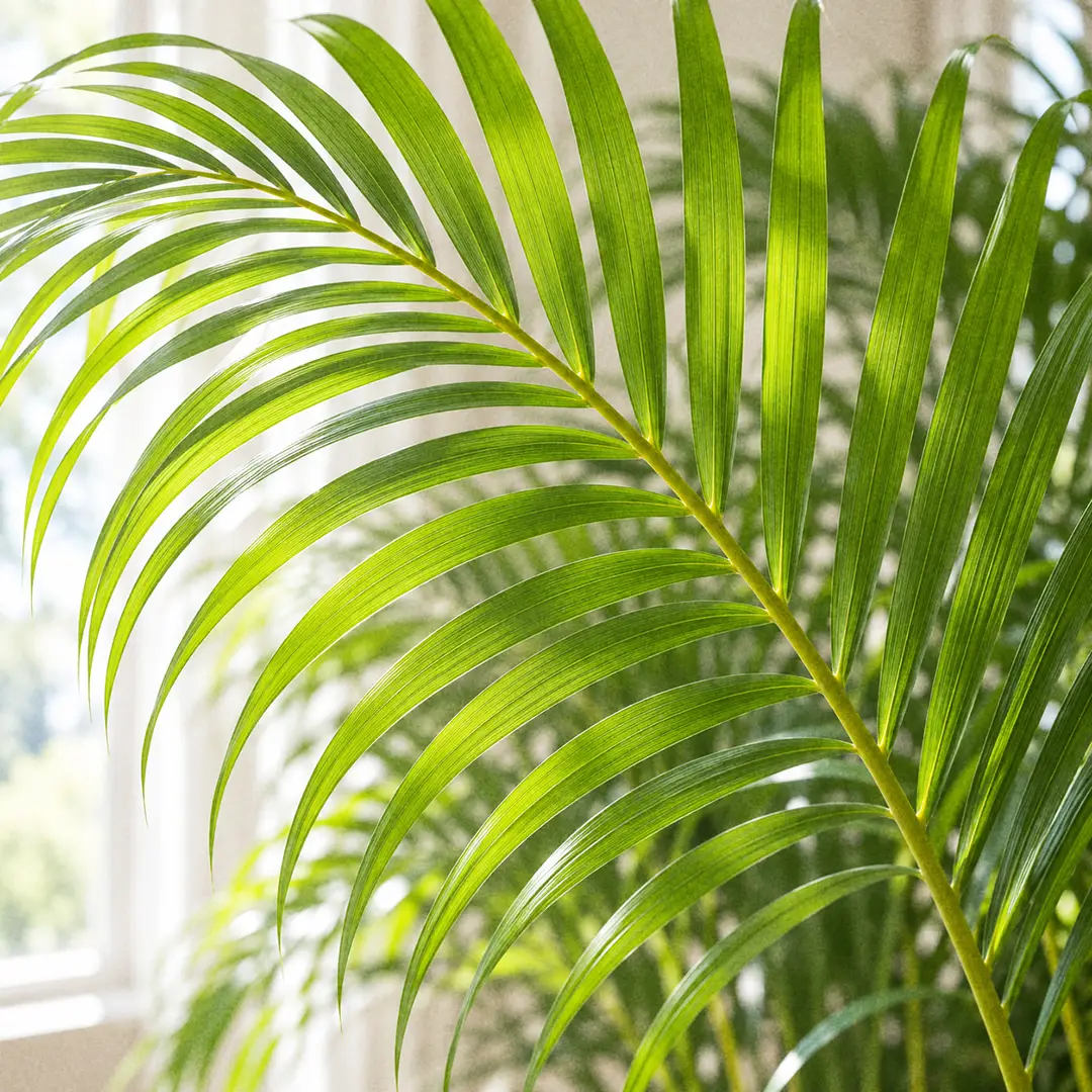 A macro close-up of an arching Areca Palm frond filling the frame, showing the narrow feathery bright green leaflets fanning out in a V from the yellow central rib, backlit by soft window light