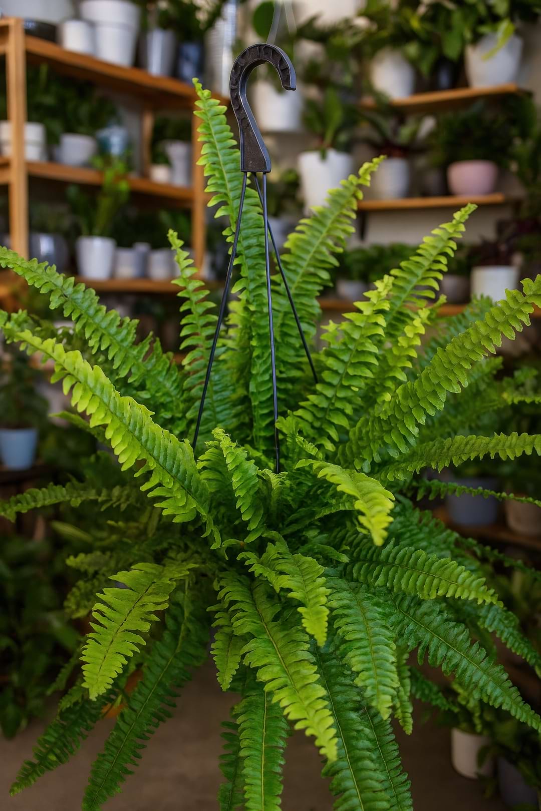 Complete Guide to Ariane Boston Fern Care and Growth