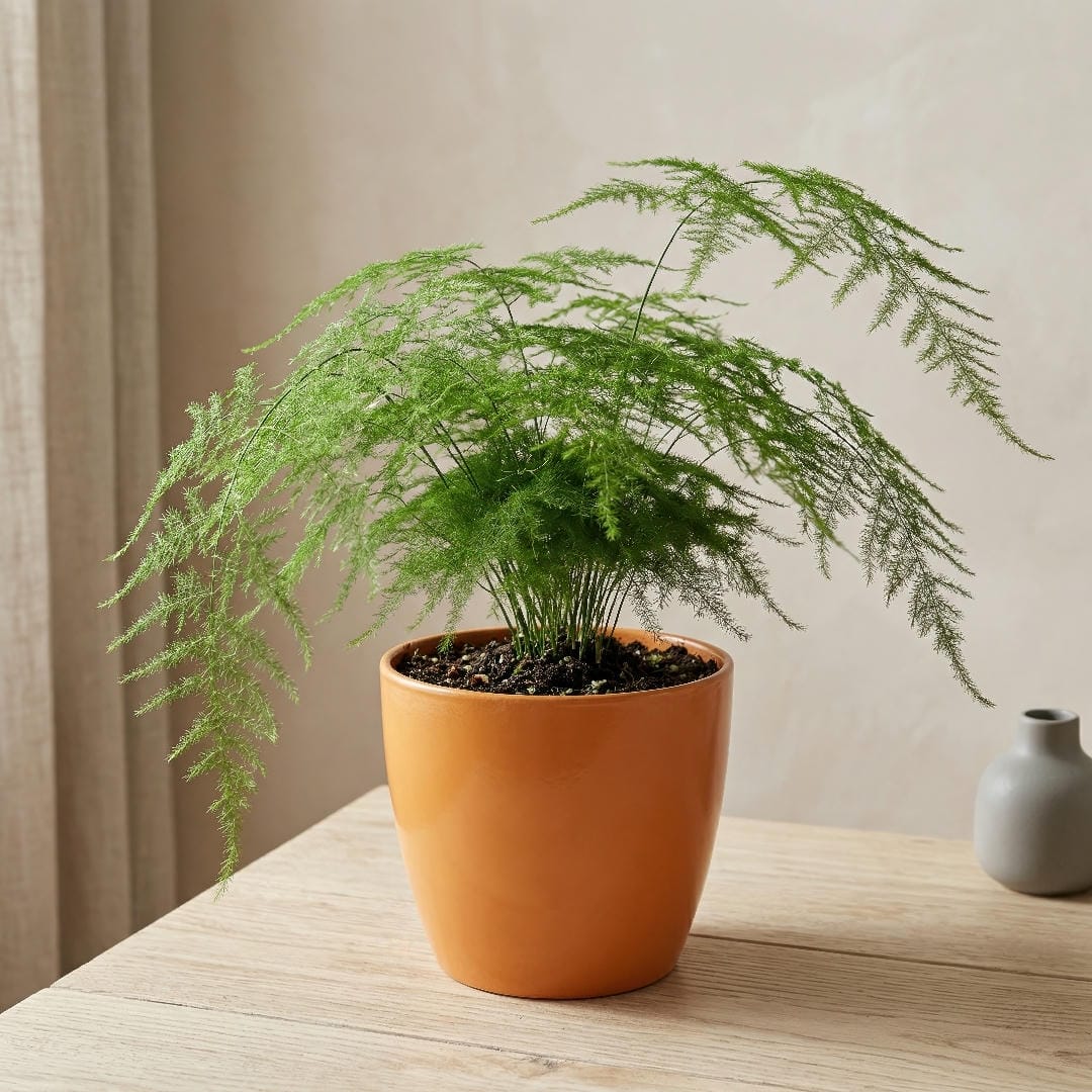 Asparagus Fern