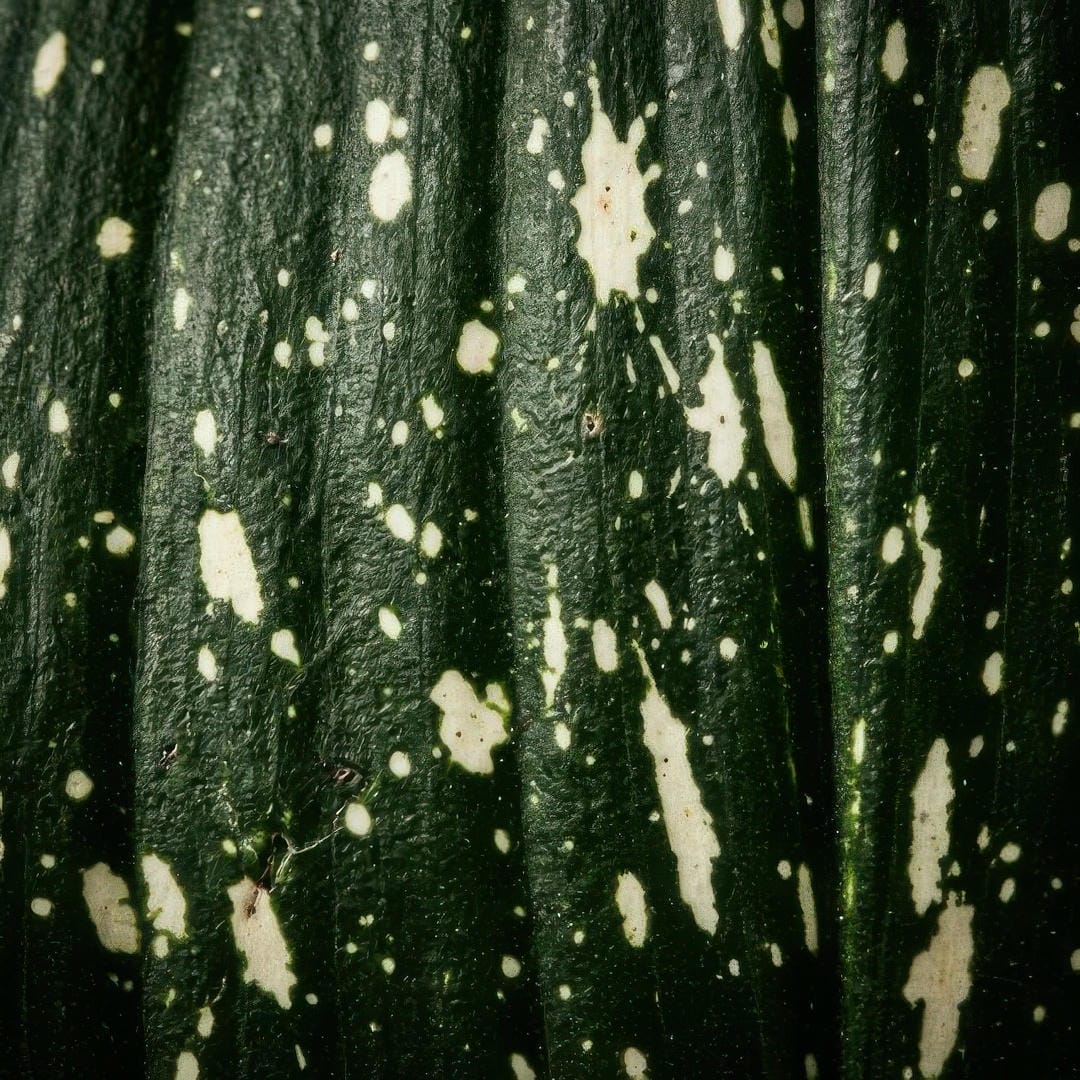 Macro detail of Aspidistra Milky Way leaf variegation