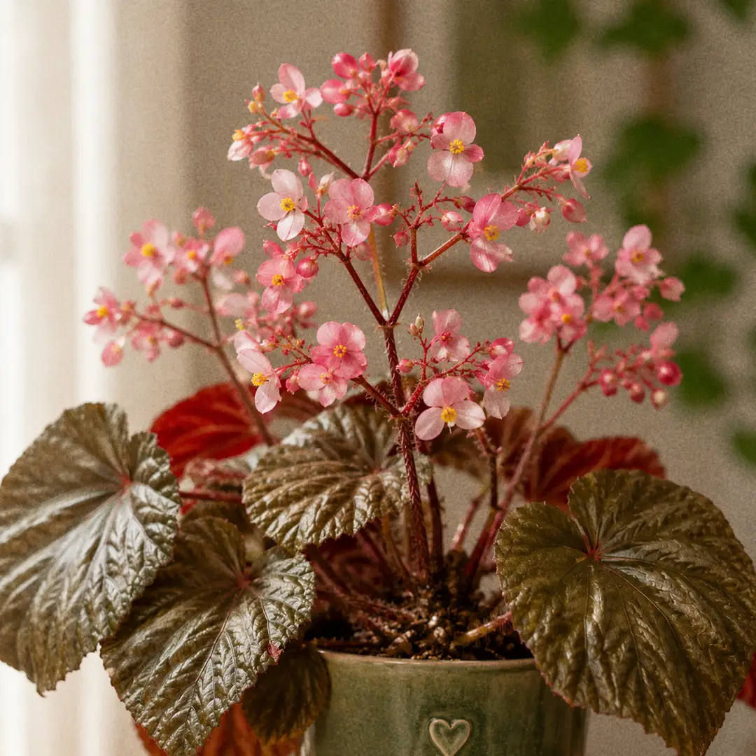 Macro close-up of a Beefsteak Begonia inflorescence with airy clusters of soft pink rose flowers on slender red stalks rising above glossy olive-green leaves with red undersides, in a green ceramic pot with a heart motif against a softly lit window background