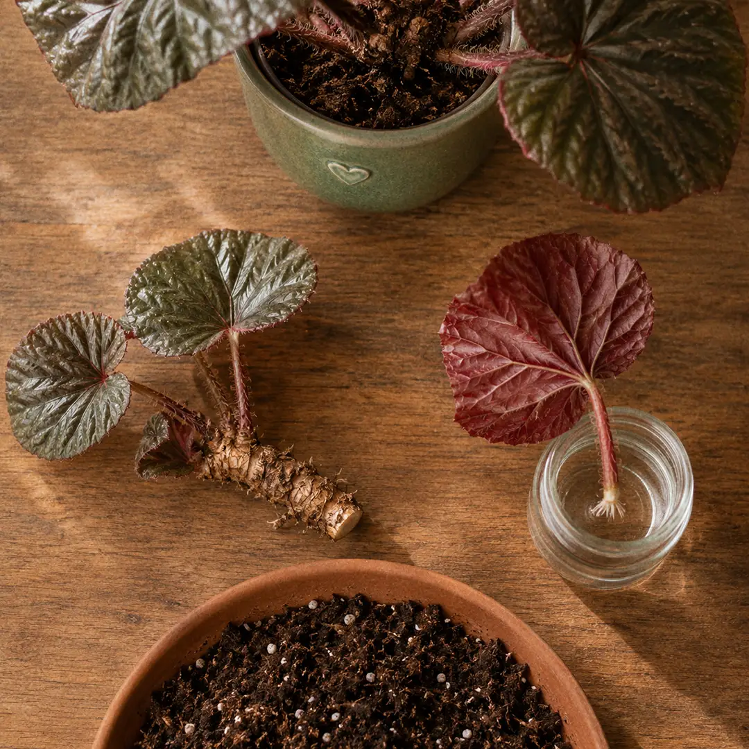 Top-down view of a Beefsteak Begonia propagation setup showing a cut rhizome section with a few leaves laid on a wooden surface beside a green ceramic pot with a heart motif, a small jar of water with a leaf cutting forming roots, and a tray of fresh begonia mix