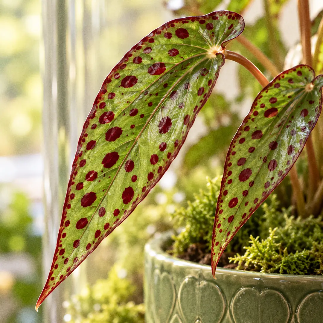 A macro close-up of Begonia amphioxus leaves showing narrow lance-shaped olive-green blades pointed at both ends, scattered maroon spots, and thin dark red margins, with soft window light on the leaf surface
