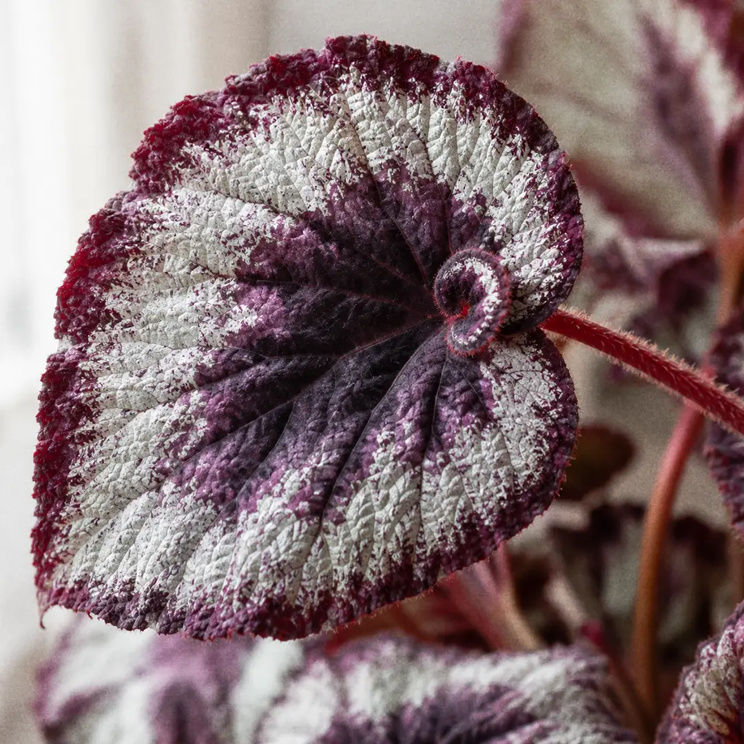 A macro close-up of a single Begonia Rex leaf filling the frame, showing the asymmetric heart shape, spiralled base, silver metallic banding, deep purple center and fine red hairs along the leaf edge