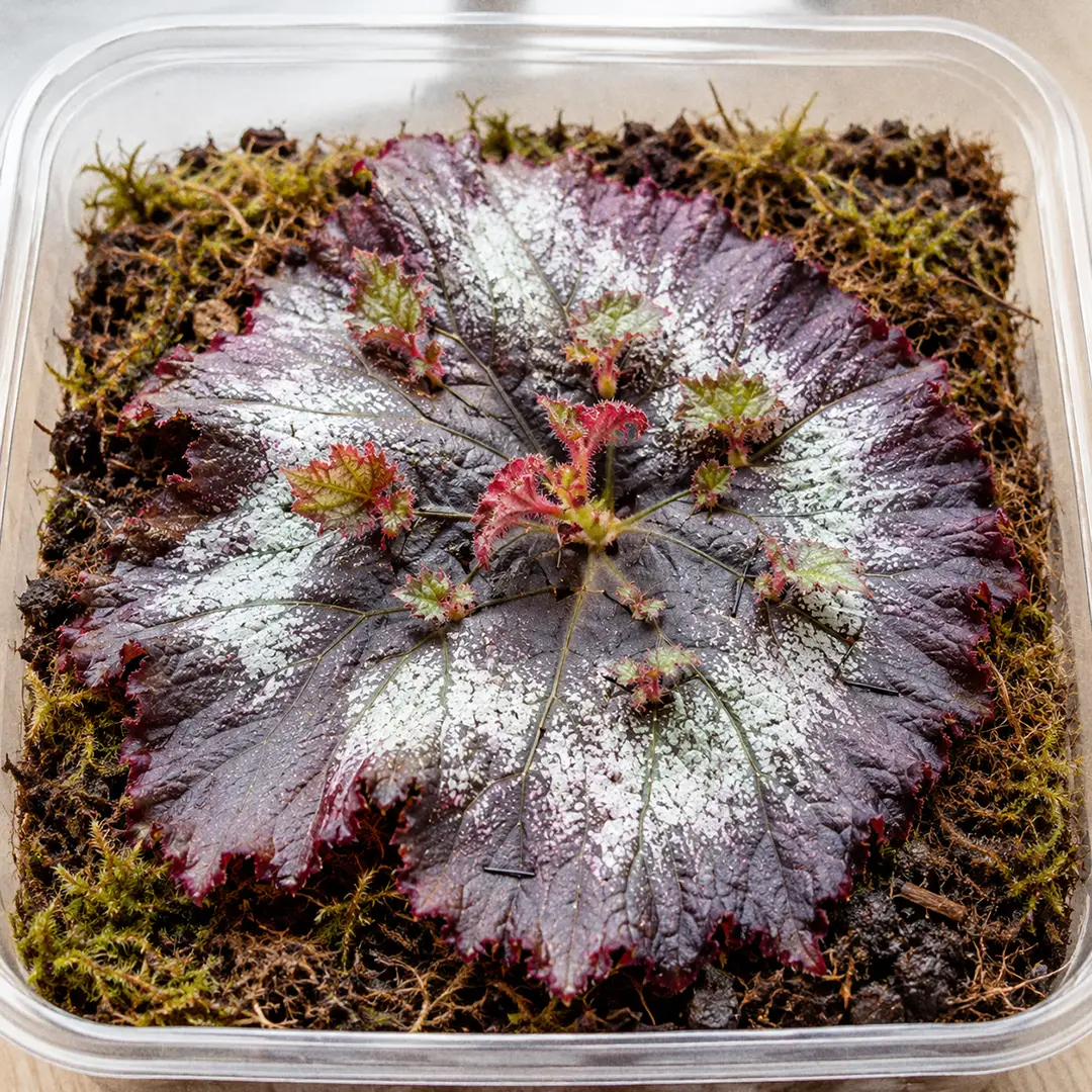 A propagation tray of Begonia Rex leaf wedges standing upright in damp perlite under a clear humidity cover, each wedge cut with a main vein at the pointed end and tiny new plantlets emerging at the base